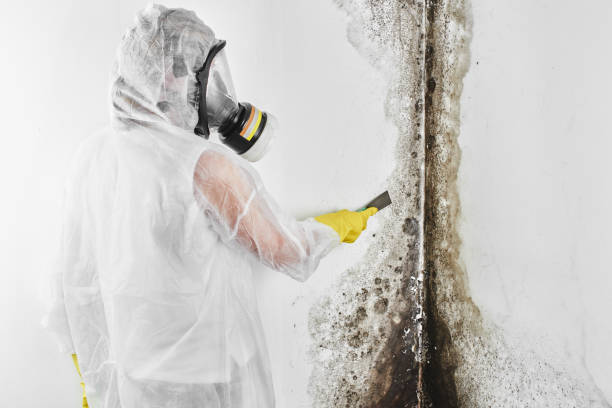 Crawl Space Mold Removal in Canton, MO