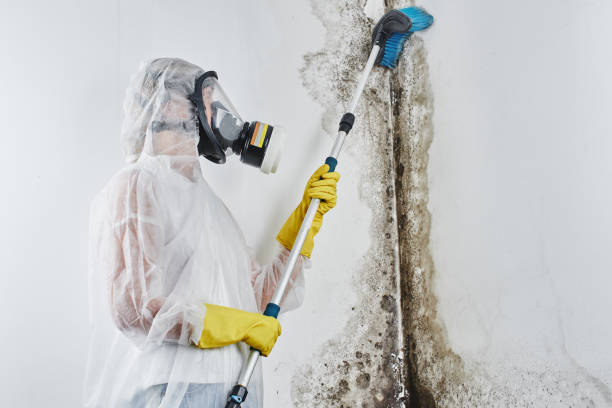 Best Mold Cleaning Services  in Canton, MO