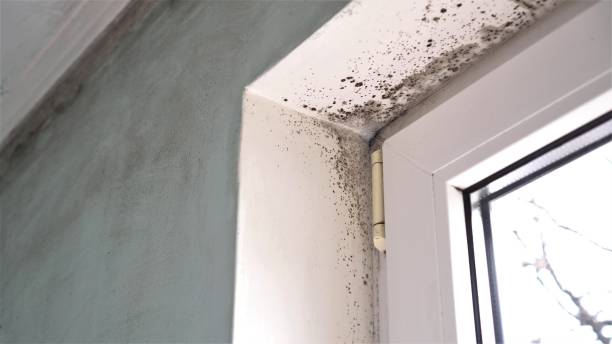 Best Black Mold Removal  in Canton, MO