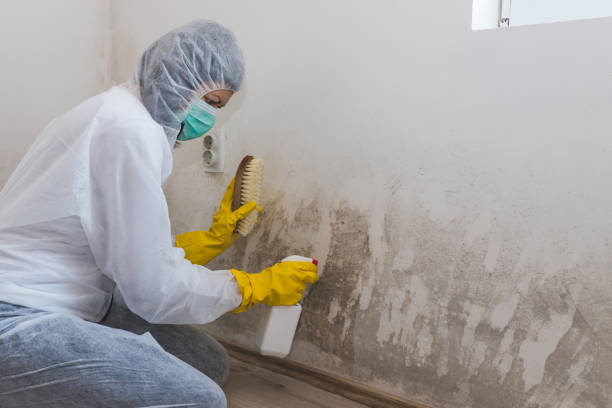 Best Mold Inspection  in Canton, MO