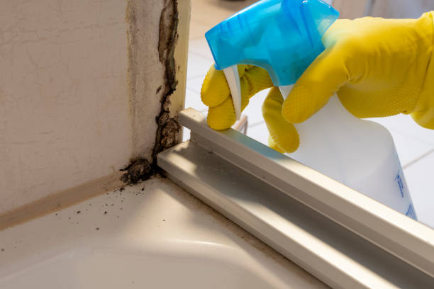 Best Local Mold Removal Service  in Canton, MO