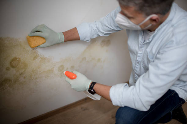 Best Home Mold Removal  in Canton, MO