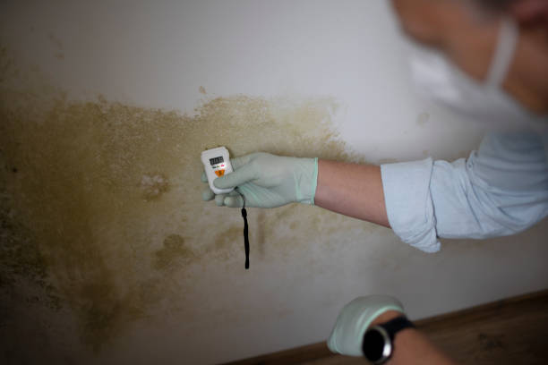 Reliable Canton, MO Mold Removal Solutions