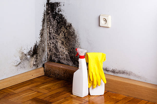 Best Crawl Space Mold Removal  in Canton, MO
