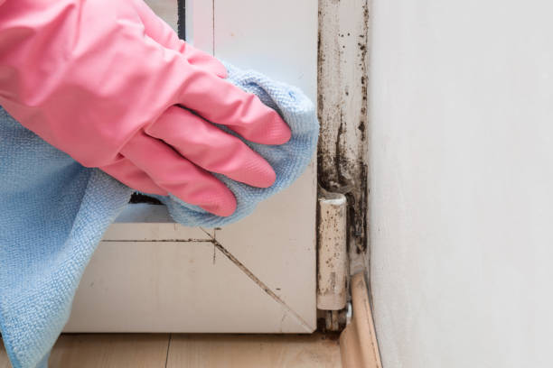 Best Mold Testing  in Canton, MO